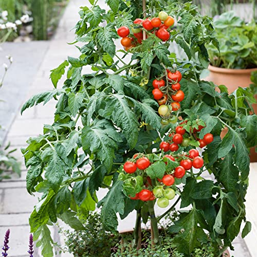 Mountain Valley Hybrid Seeds Patio Choice Red F1 Hybrid Tomato Seeds 4 Oz Non-GMO
