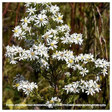 Everwilde Farms - 1/4 Lb Heath Aster Native Wildflower Seeds - Gold Vault