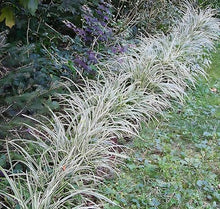 Classy Groundcovers: Sedge 'Ice Dance', 25 Pots - 3 1/4 in.