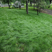 Outsidepride Legacy Fine Fescue Grass Seed Mix - 50 lbs. Shade & Sun Tolerant Blend of Hard, Chewings & Creeping Red with OptiGrowth Coating for Better Establishment