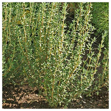 Everwilde Farms - 1 Lb Organic English Thyme Herb Seeds - Gold Vault Packet