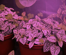 Miracle LED Plant Life Cycle 2-Socket Synchronized Grow Light Kit with 2 Full Spectrum Ultra Grow Bulbs and 2 Red & Blue Spectrum Multi-Plant Bulbs with Sproutmatic All-Weather Timer Controls (4-Pack)
