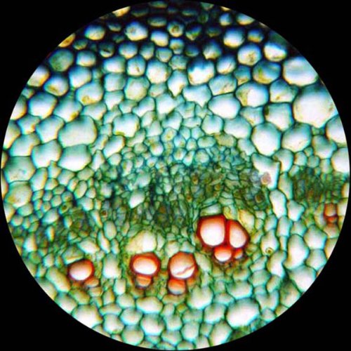 AmScope T120A Trinocular Compound Microscope 40X-1600X LED