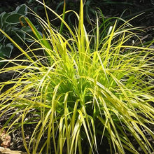 Classy Groundcovers: Everillo Sedge, 25 Pots - 3 1/4 in.