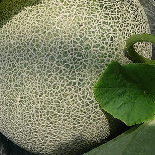 Kitazawa Seed Co Melon Seeds Ichiba Kouji Hybrid 4 Oz ~11200 Seeds Non-GMO