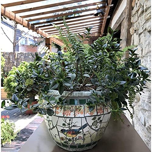 FAFACAI Creative Color Process Pattern Ceramic Bonsai Pot Ceramic Plant Pot Characteristic Mexico Ceramics Outdoor Large Flower Pots Villa Ceramic Bonsai Pot Colorful Planter Garden (23 * 19cm)
