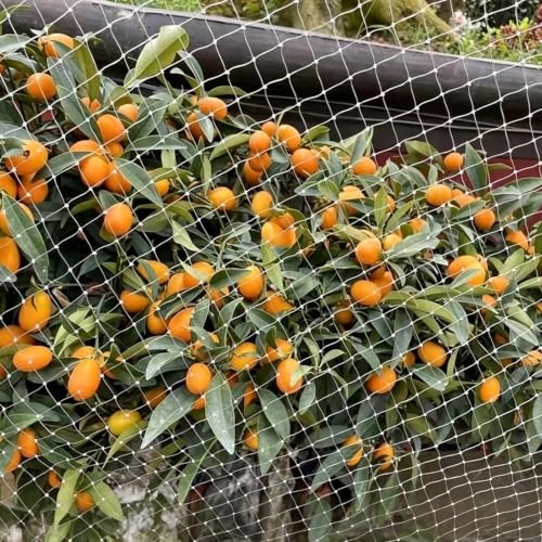 Fruit Trees Bird Netting for Garden Protection, UV Resistant Weather Resistant Pest Barrier, Cuttable Reusable Fine Farm Plant Cover(131x131ft(40x40m))