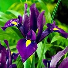 Votaniki Dutch Iris Purple Sensation Bulbs - Stunning Purple & Yellow Blooms for Spring Gardens | Easy to Grow, Perfect for Cutting Gardens, Hardy Perennial Flowers Bulbs (250 Pack)