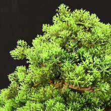 YXIANG56Q Fake Plants Simulation Tree Bonsai Entryway Living Room Decorative Ornaments to Improve Feng Shui Bring Good Luck Decorations Bonsai Tree