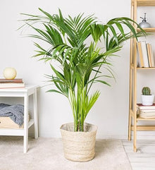 Simply Trees Kentia Palm Indoor House Plant 6-7 Feet Green