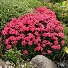 Votaniki Glamour Girl Tall Garden Phlox #1 Size Root, Hot Coral Pink Flowers, Dark Purple Stems, 32 Inch Summer Perennial for Sunny Borders, Pollinator and Cut Flower Gardens