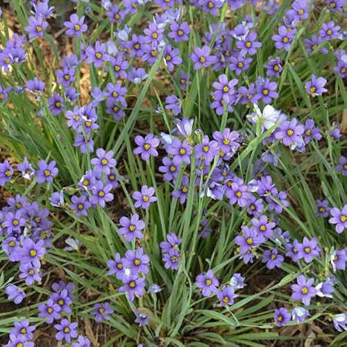 Votaniki Sisyrinchium angustifolium ‘Lucerne’ (Blue-Eyed Grass) - #1 Size Root for Planting – Perennial Garden Plant for Sun and Shade | Pollinator-Friendly, Easy to Grow (25 Pack)