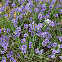 Votaniki Sisyrinchium angustifolium ‘Lucerne’ (Blue-Eyed Grass) - #1 Size Root for Planting – Perennial Garden Plant for Sun and Shade | Pollinator-Friendly, Easy to Grow (25 Pack)