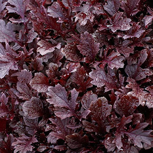Kitazawa Seed Company Mustard Seeds Miz America Hybrid 5 Lb Non-GMO