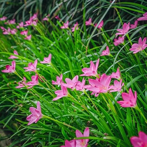 Votaniki Zephyranthes Robustus (Pink Rain Lily) XXL Top Size Bulbs — Hardy Perennial for Garden and Containers | Summer Blooming Pink Rain Lily, Easy-to-Grow (500 Pack)