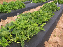 4ft x 5000ft x 0.8mil Black Embossed Photo Degradable Plastic Mulch