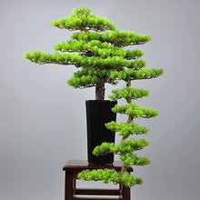 DUYHBAWRS Hotel Sample Room Creative Welcome Pine Bonsai Home Living Room Porch Bonsai Decoration