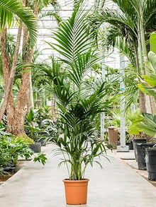 Simply Trees Kentia Palm Indoor House Plant 6-7 Feet Green