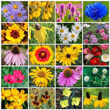 Park Seed Grow Your Own Vibrant Annual and Perennial Wildflower Garden Seeds Mixture, Easy to Grow Varieties for Pollinators and Spring Gardens - Midwest Regional Mix, 10 lbs