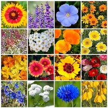 Park Seed Grow Your Own Vibrant Annual and Perennial Wildflower Garden Mixture, Easy to Grow Varieties for Pollinators and Spring Gardens - Dry Places Mix, 10 lbs