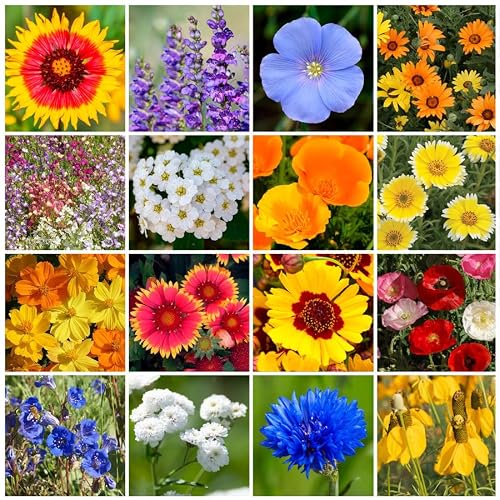 Park Seed Grow Your Own Vibrant Annual and Perennial Wildflower Garden Mixture, Easy to Grow Varieties for Pollinators and Spring Gardens - Dry Places Mix, 10 lbs