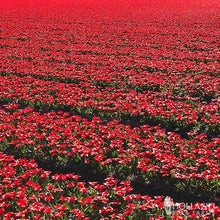 1,000 Bulbs - Bulk Seadov Tulips Flower Bulbs - 1,000 Bulbs per Pack - Good as Cut Flowers - Easy to Grow Live Plants - Outdoor Garden