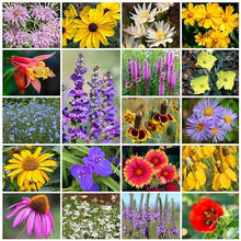 Park Seed Native Perennial Mix Wildflower Garden Seeds 50 lbs
