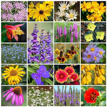 Park Seed Grow Your Own Vibrant Perennial Wildflower Garden Seeds Mixture, Easy to Grow Varieties for Pollinators and Spring Gardens - Native Perennial Mix, 5 lbs