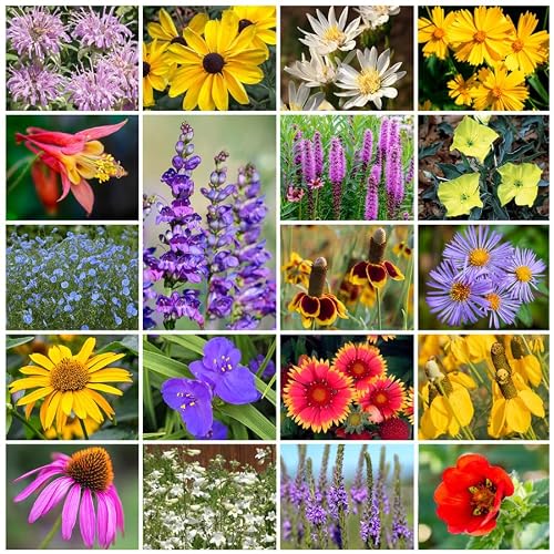 Park Seed Grow Your Own Vibrant Perennial Wildflower Garden Seeds Mixture, Easy to Grow Varieties for Pollinators and Spring Gardens - Native Perennial Mix, 5 lbs
