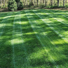 Award Kentucky Bluegrass Seed (50 Lbs.)