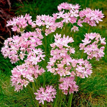 Votaniki Allium Roseum Bulbs - Long Lasting Blooms, Allium Roseum (Rosy Garlic) | Perennial Pink Flowering Allium Bulbs for Summer & Spring Gardens, Easy to Grow (500 Pack)