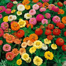 MySeeds.Co Brand, Zinnia Flowers Seeds in Multi-Colors Varieties, You Choose Colors and Sizes (5 LB (~ 340000 Seeds), Dwarf Thumbelina)