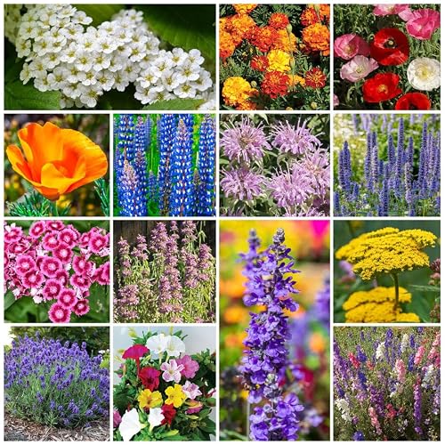 Park Seed Grow Your Own Vibrant Annual and Perennial Wildflower Garden Seed Mixture, Easy to Grow Varieties for Pollinators and Spring Gardens - Deer Resistant Mix, 10 lbs