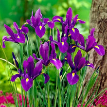 Votaniki Dutch Iris Purple Sensation Bulbs - Stunning Purple & Yellow Blooms for Spring Gardens | Easy to Grow, Perfect for Cutting Gardens, Hardy Perennial Flowers Bulbs (250 Pack)