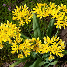Votaniki Allium Moly Bulbs - Long Lasting Blooms, Allium Moly (Lily Leek) | Golden Yellow Perennial Flowering Bulbs for Summer & Spring Gardens, Easy to Grow (500 Pack)