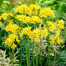 Votaniki Allium Moly Bulbs - Long Lasting Blooms, Allium Moly (Lily Leek) | Golden Yellow Perennial Flowering Bulbs for Summer & Spring Gardens, Easy to Grow (500 Pack)