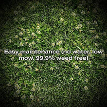 Twin City Seed Co. Bee Lawn Seed Mixture, 25 lb