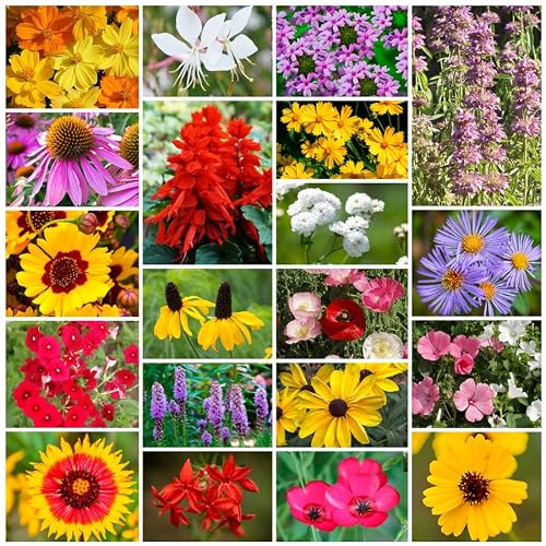 Park Seed Grow Your Own Vibrant Annual and Perennial Wildflower Garden Seeds Mixture, Easy to Grow Varieties for Pollinators and Spring Gardens - Southeast Regional Mix, 10 lbs